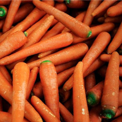 Mrkva Rote Riesen - Daucus carota - semená - 800 ks