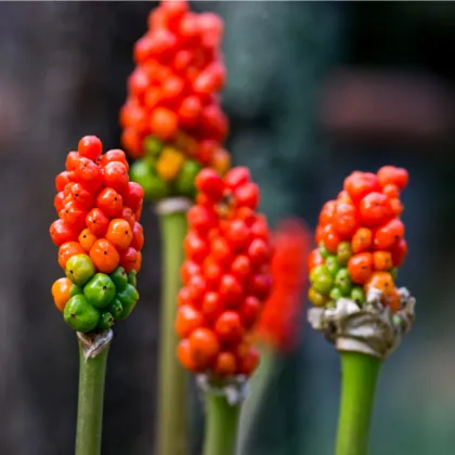 Áron červený - Arum italicum - hľuzy árona - 2 ks