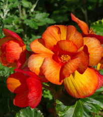 Begónia Picottee - Begonia Picottee - hľuzy begónií - 2 ks