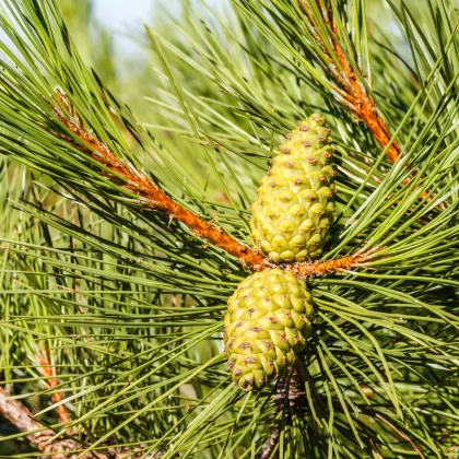 Borovica čierna - Pinus nigra - semená borovice - 4 ks