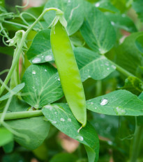 Hrach cukrový Heraut - Pisum sativum - semená - 45 ks