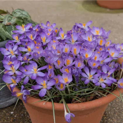 Krókus Tomasiniho Barrs Purple - Crocus tommasinianus - cibuľoviny - 3 ks