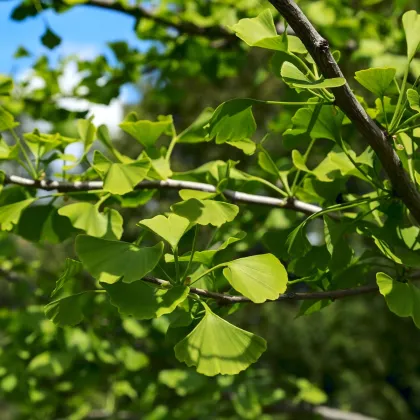 Ginko dvojlaločné - Ginkgo Biloba - semená ginka - 2 ks