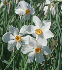 Narcis Actaea - Narcissus poeticus - cibuľoviny - 3 ks