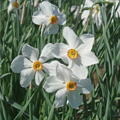 Narcis Actaea - Narcissus poeticus - cibuľoviny - 3 ks