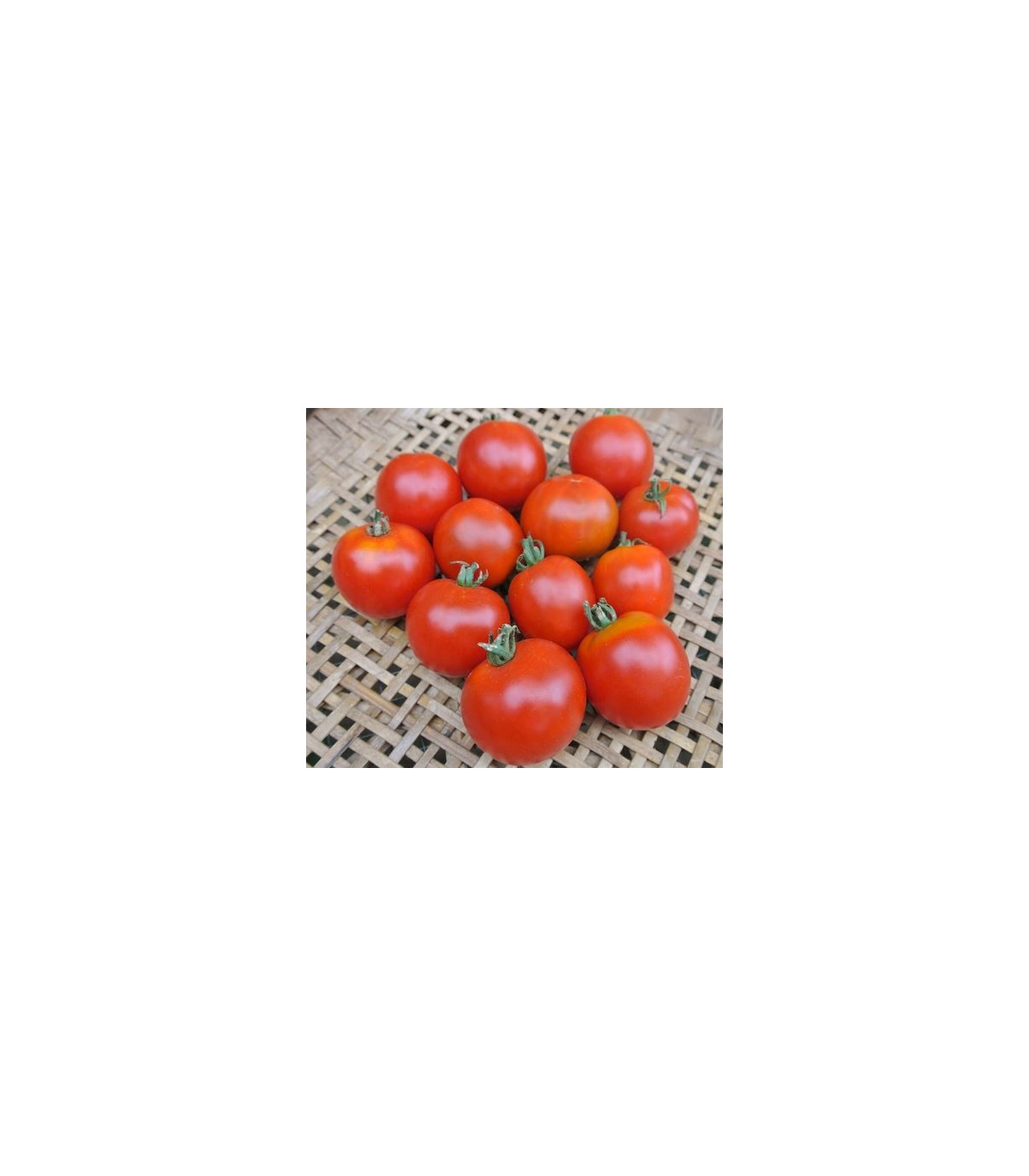 Rajčiak kolíkový Sláva Porýnia - Lycopersicon lycopersicum - semená rajčiaka - 50 ks