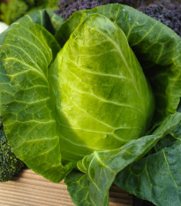 Kapusta biela hlávková Filderkraut - Brassica oleracea - semená kapusty - 150 ks