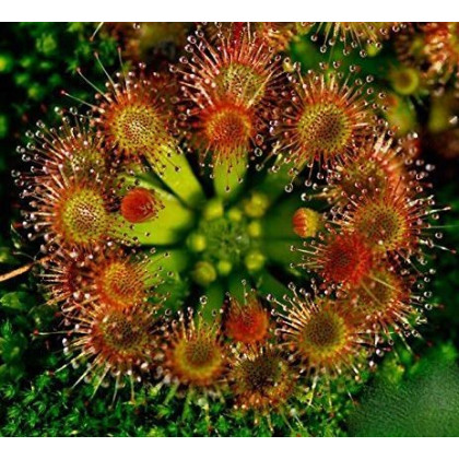 Rosička okrúhlolistá - Drosera rotundifolia - semená - 10 ks