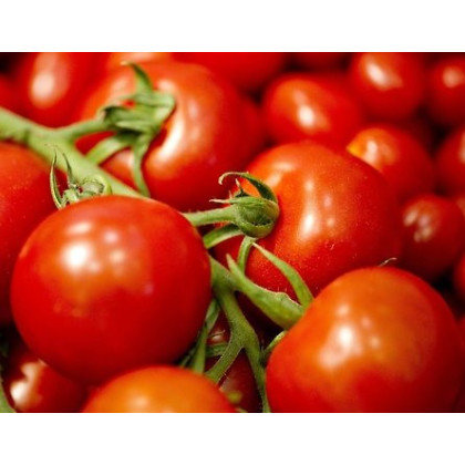 Paradajka Mercedes F1 - Solanum lycopersicum - semená paradajky - 5 ks