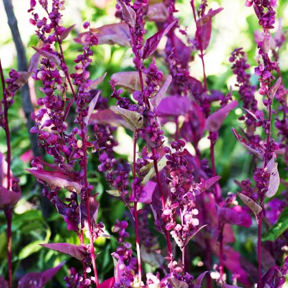 Loboda záhradná Scarlet - Atriplex hortensis - semená lobody - 60 ks