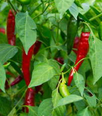 Chilli Thai Hot Culinary - Capsicum annuum - semená chilli - 6 ks