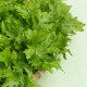 Horčica Wasabina - Brassica Juncea - semená horčice - 120 ks