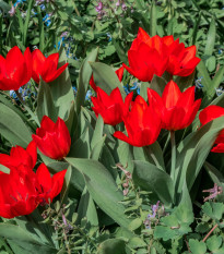 Tulipán viackvetý praestans Zwanenburg var. - Tulipa - cibuľoviny