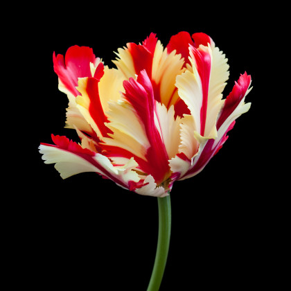 Tulipán Flamming Parrot - Tulipa - cibuľoviny - 3 ks