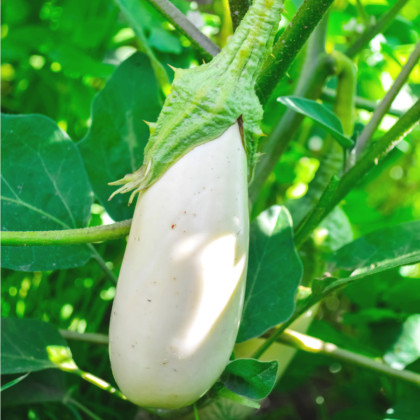 Baklažán Casper - Solanum melongena - semená - 7 ks