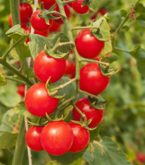 Paradajky cherry červená - Solanum lycopersicum - semená paradajky - 6 ks