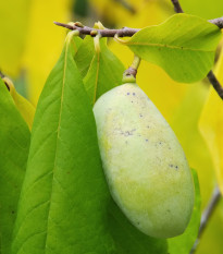 Asimina trojlaločná - Asimina triloba - semená asiminy - 4 ks