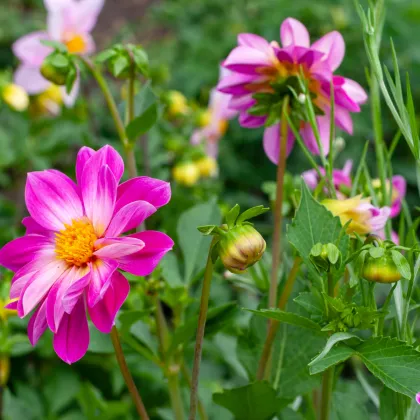 Georgína Sweetheart - Dahlia hybrida - cibuľoviny - 1 ks