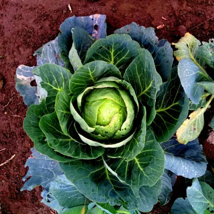 Kapusta biela Brunswijker - Brassica oleracea - semená kapusty - 150 ks