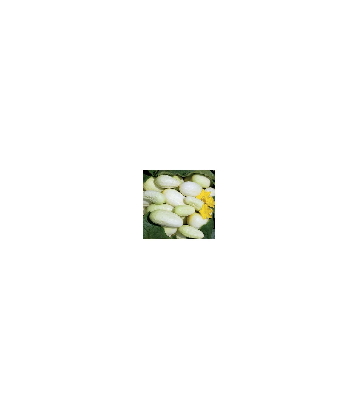 Uhorka- Biela- semená- 5 ks