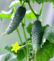 Uhorka nakladačka Hokus - Cucumis sativus - semená uhorky - 15 ks