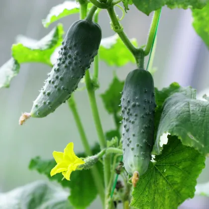 Uhorka nakladačka Hokus - Cucumis sativus - semená uhorky - 15 ks