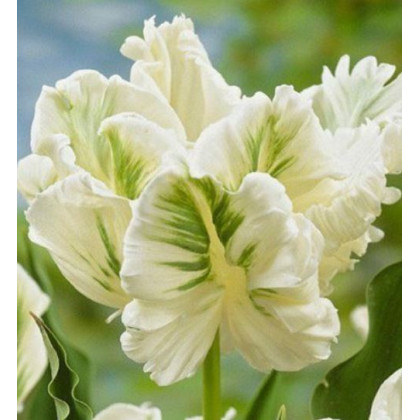 Tulipán White Rebel - Tulipa - cibuľoviny - 3 ks