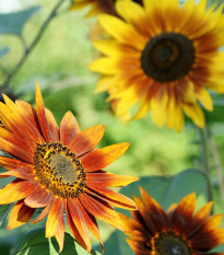 Slnečnica ročná Fantázia F1 - Helianthus annuus - semená - 6 ks