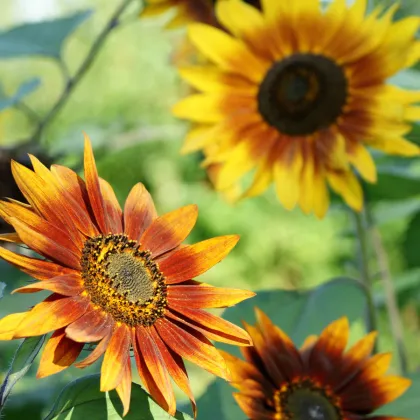 Slnečnica ročná Fantázia F1 - Helianthus annuus - semená - 6 ks