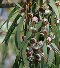 Eukalyptus - Blahovičník guľatoplodý - Eucalyptus globulus - semená eukalyptu - 8 ks