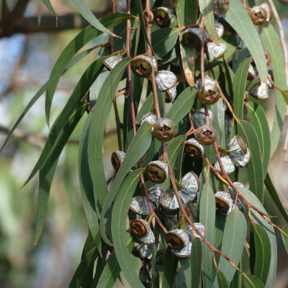 Eukalyptus - Blahovičník guľatoplodý - Eucalyptus globulus - semená eukalyptu - 8 ks