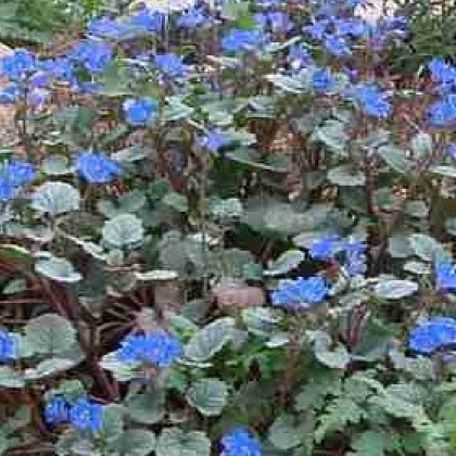 Facélia modrá - Phacelia campanularia - semená facélie - 0,7 g