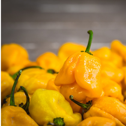 Chilli Trinidad scorpion butch žltý – Capsicum chinense – semená chilli – 5 ks