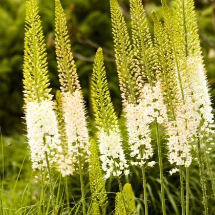 Fakľa himalájska - Eremurus himalaicus - hľuzy fakle - 1 ks