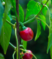 Chilli Cherry Bomb - Capsicum Annuum - semená - 6 ks