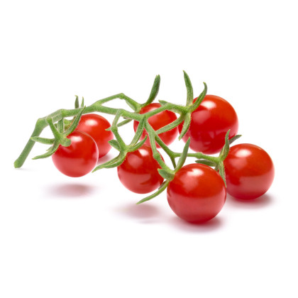 Divoké paradajky - Solanum pimpinellifolium - semená paradajok - 6 ks
