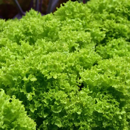 Šalát listový kučeravý Lollo Bionda - Lactuca sativa - semená šalátu - 450 ks