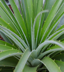 Puya mirabilis - Puya mirabilis - semená puye - 5 ks