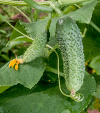 BIO uhorka nakladačka Diamant F1 - Cucumis sativus - bio semená uhorky - 8 ks