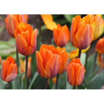 Tulipán Prinses Irene - Tulipa - cibuľoviny - 3 ks