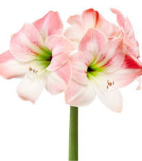 Zornica Apple Blossom - Hippeastrum - cibuľoviny - 1 ks