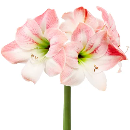 Zornica Apple Blossom - Hippeastrum - cibuľoviny - 1 ks