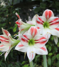 Zornica Ambiance - Hippeastrum - cibuľoviny - 1 ks