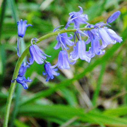 Hyacintovec britský - Hyacinthoides non scripta - cibuľoviny - 2 ks