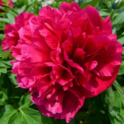 Pivónia Karl Rosenfield - Paeonia lactiflora - hľuzy pivónie - 1 ks