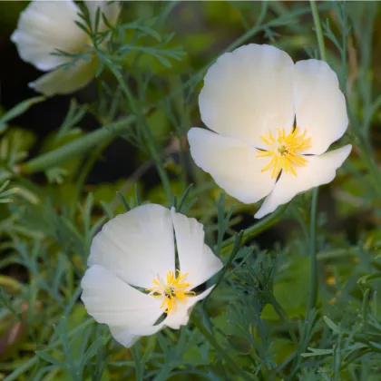 Slncovka kalifornská biela- Eschscholzia californica - 0,7 g