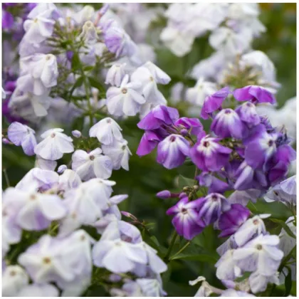 Plamienka metlinatá - zmes - Phlox paniculata grandiflora - Flox - hľuzy plamienky - 15 ks