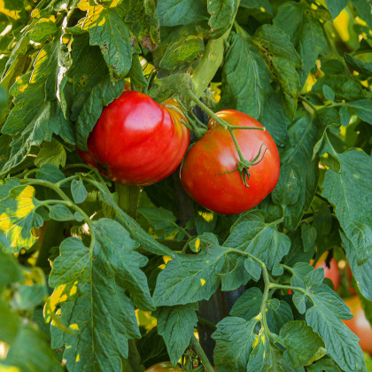 BIO paradajka kolíková Serrat F1 - Solanum lycopersicum - bio semená rajčiaka - 5 ks