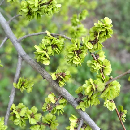 Turkestánský brest - Ulmus pumila - semená brestu - 10 ks