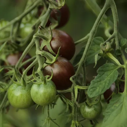 Paradajka Black Opal - Solanum lycopersicum - semená paradajky - 7 ks